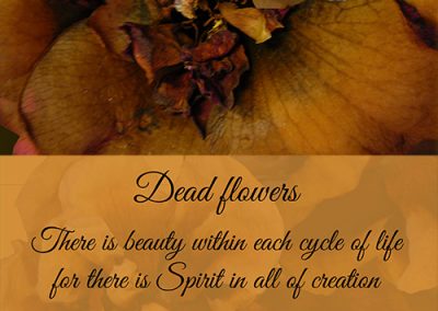 Dead Flowers