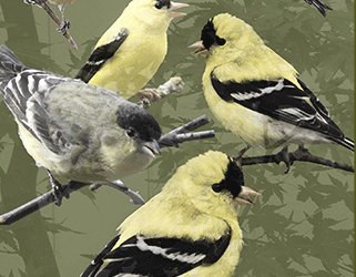 Congregation of Finches