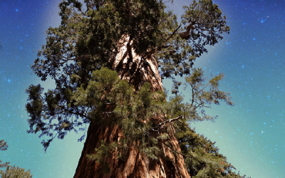 Sequoia Dreamtime