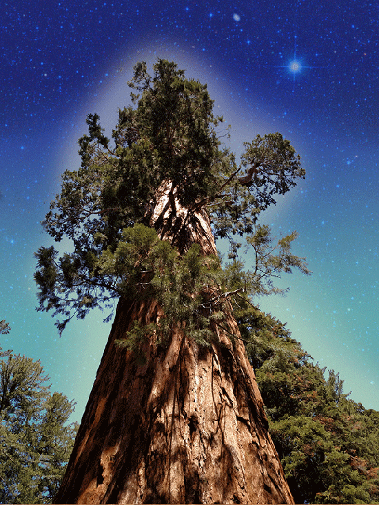 Sequoia Dreamtime